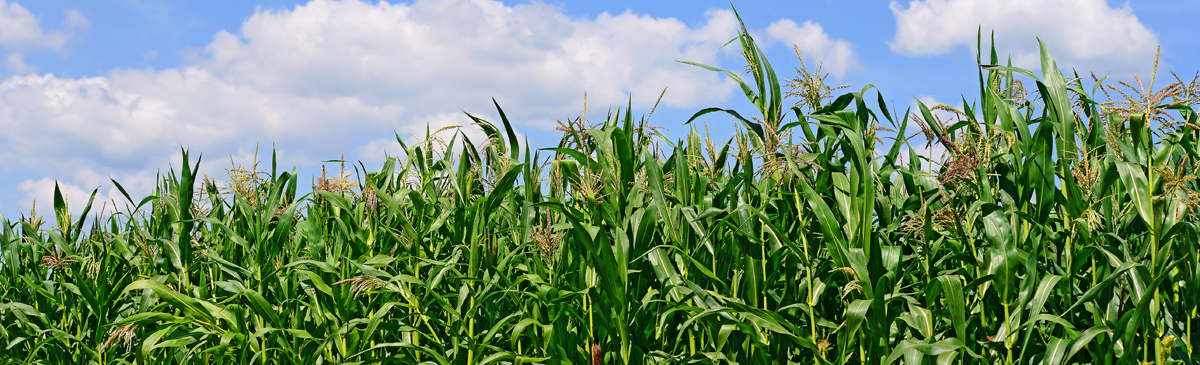 Corn Detasseling