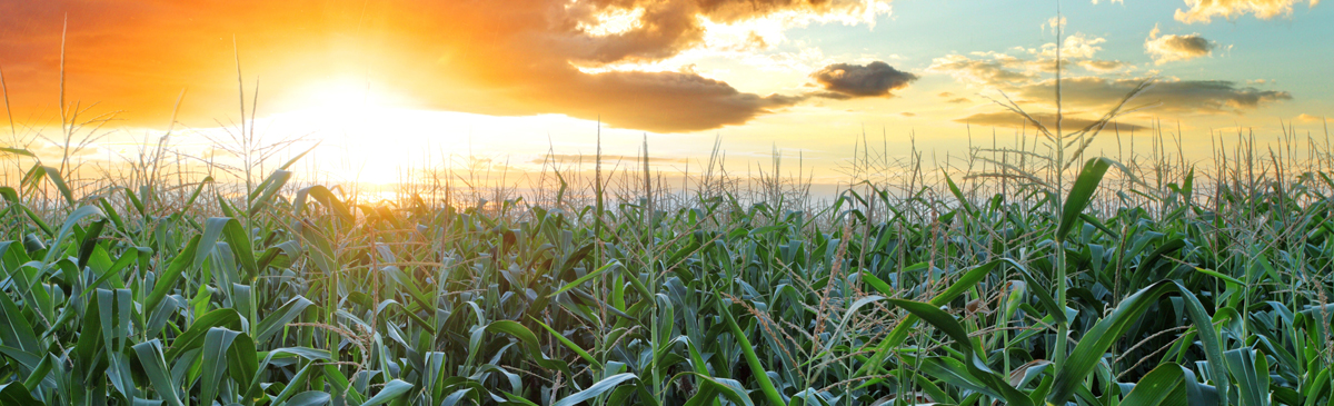 Corn Detasseling