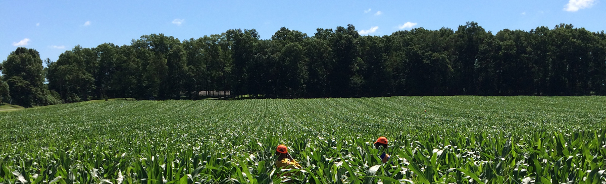 How can you get a corn detasseling job?